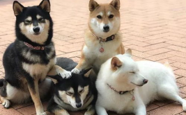 长沙小姐姐养小柴犬吗,长沙小姐姐与小柴犬的温馨日常